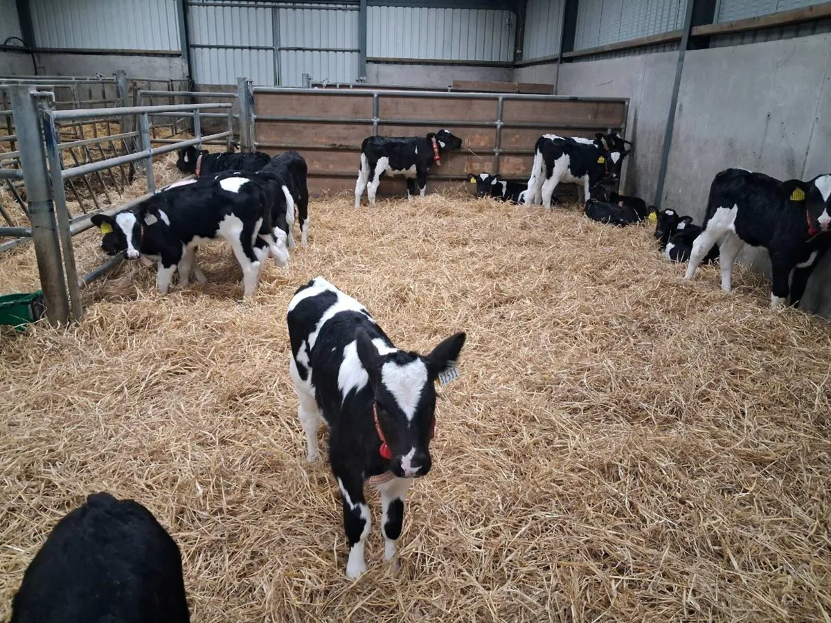 Pedigree  Friesian  Heifer  Calves - Image 2