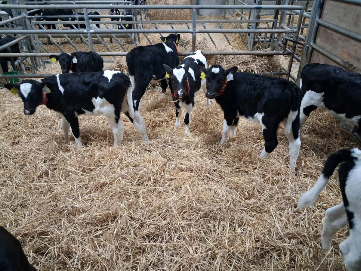 Pedigree  Friesian  Heifer  Calves - Image 1