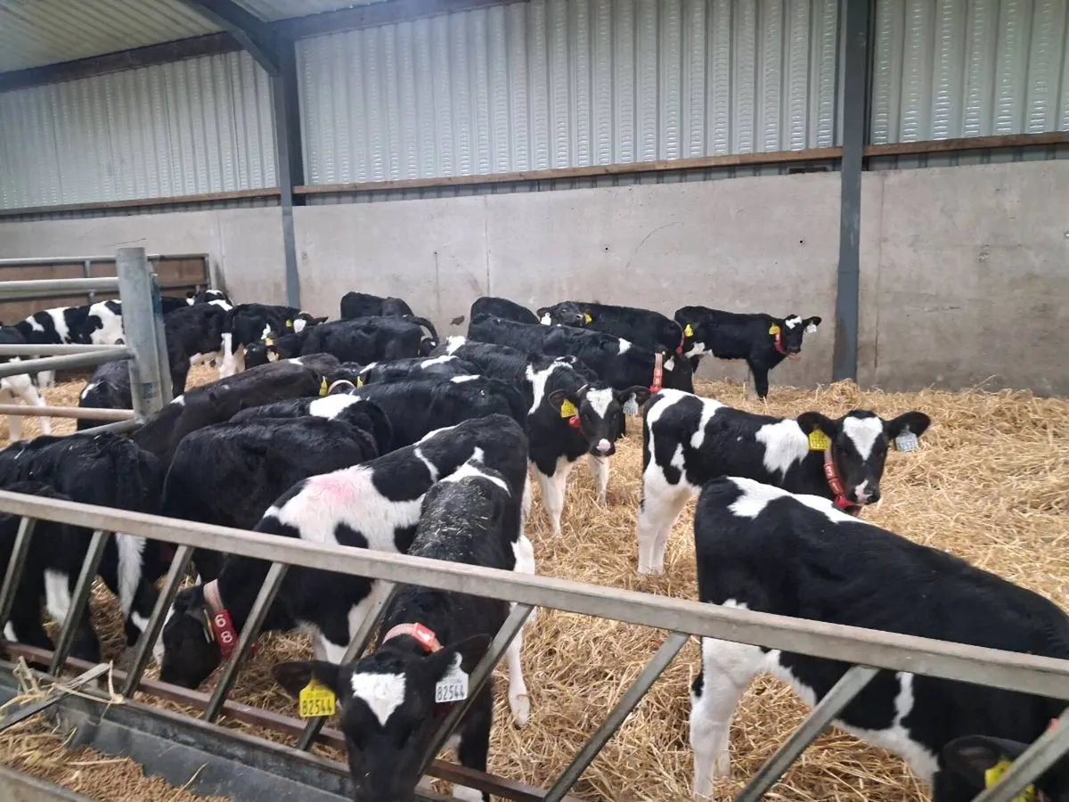 Pedigree  Friesian  Heifer  Calves - Image 4