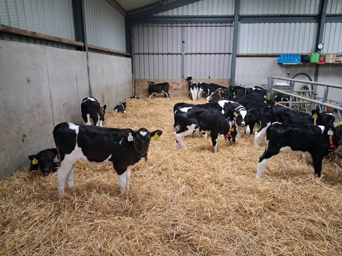 Pedigree  Friesian  Heifer  Calves - Image 3