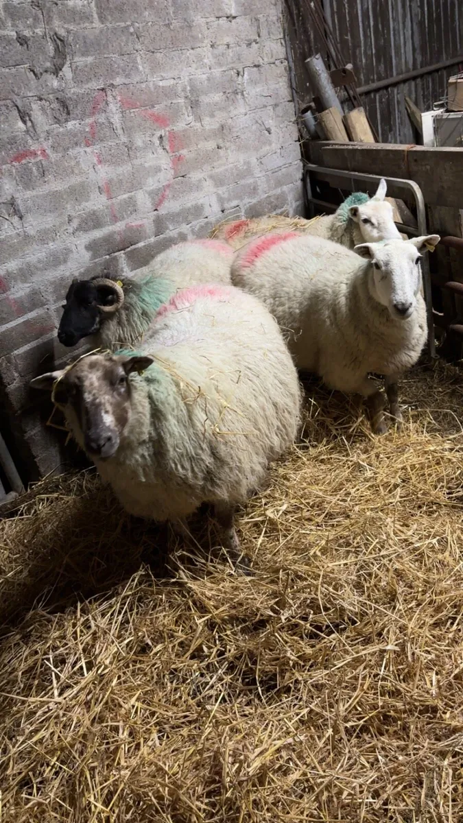 Triplet ewes - Image 1