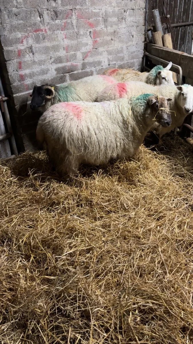 Triplet ewes - Image 2