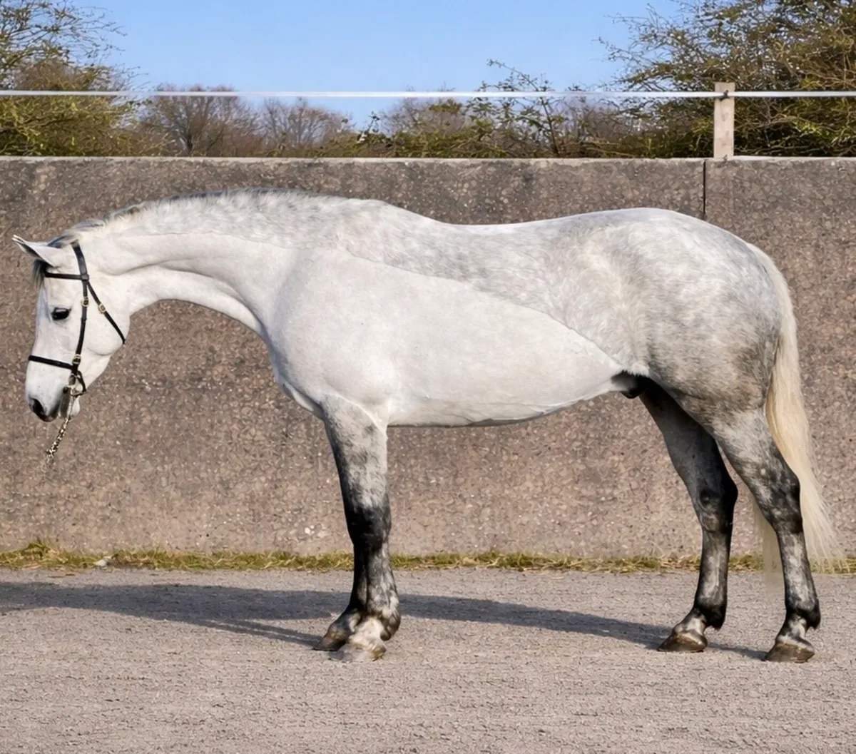 Show Production for Ponies, Horses & Stallions - Image 1