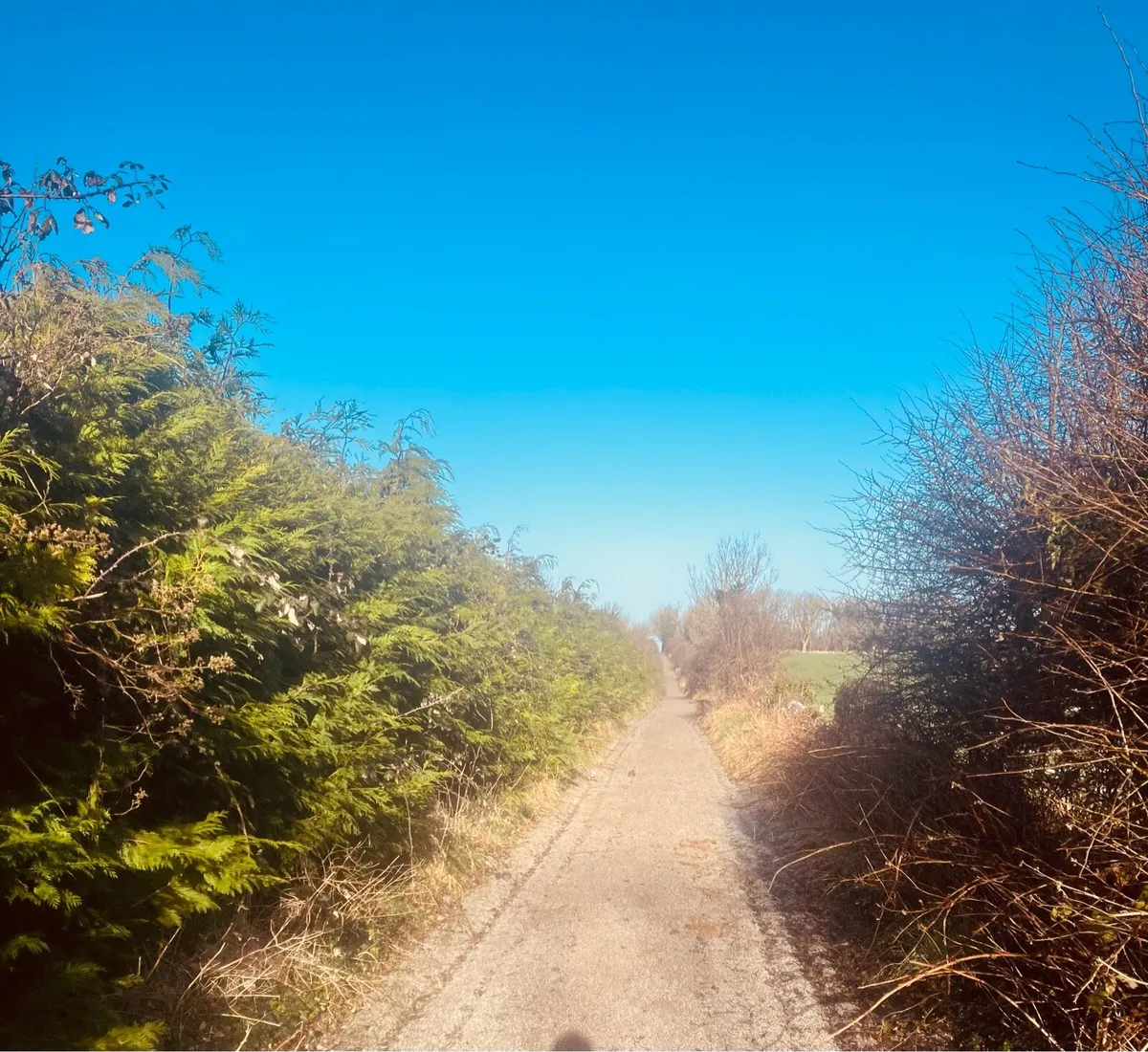 Show Production for Ponies, Horses & Stallions - Image 4