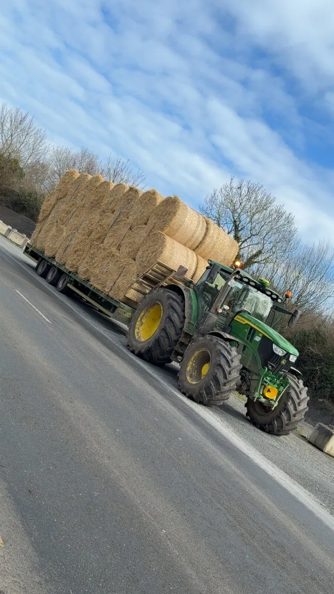 Top quality barley straw - Image 1