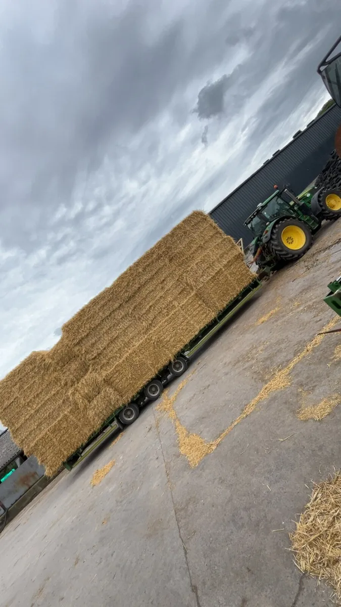 Top quality barley straw - Image 2