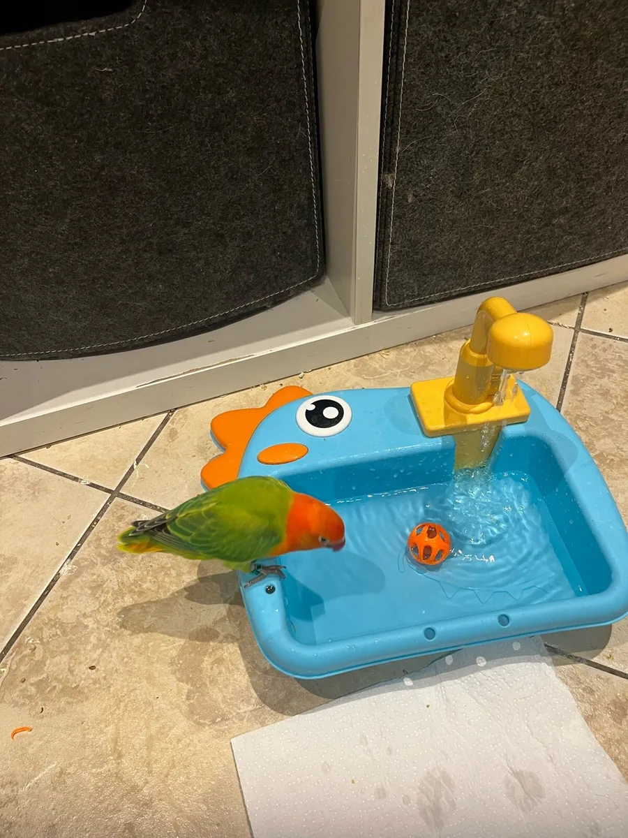 Love bird hand reared - Image 2