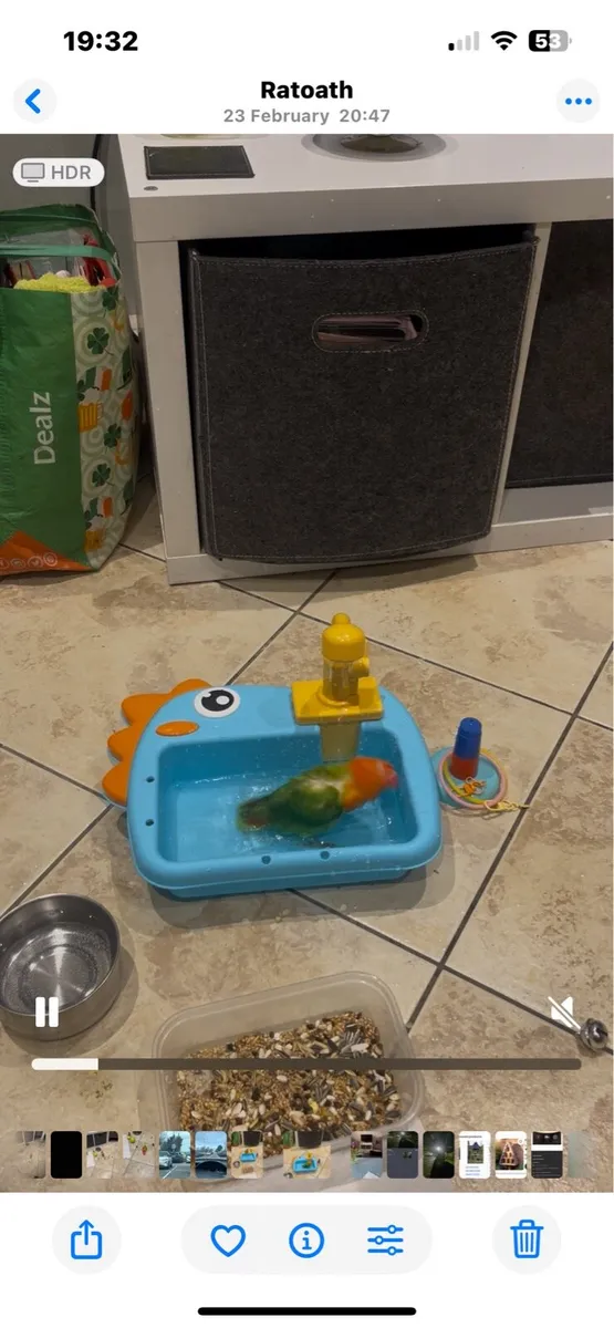 Love bird hand reared - Image 3