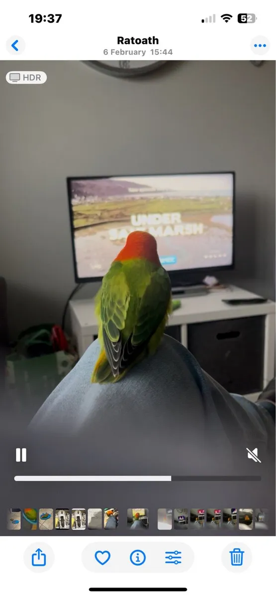 Love bird hand reared - Image 4