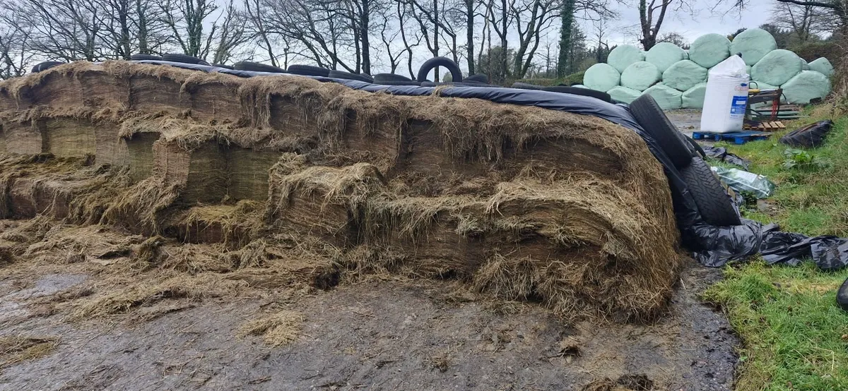 Pit silage - Image 2