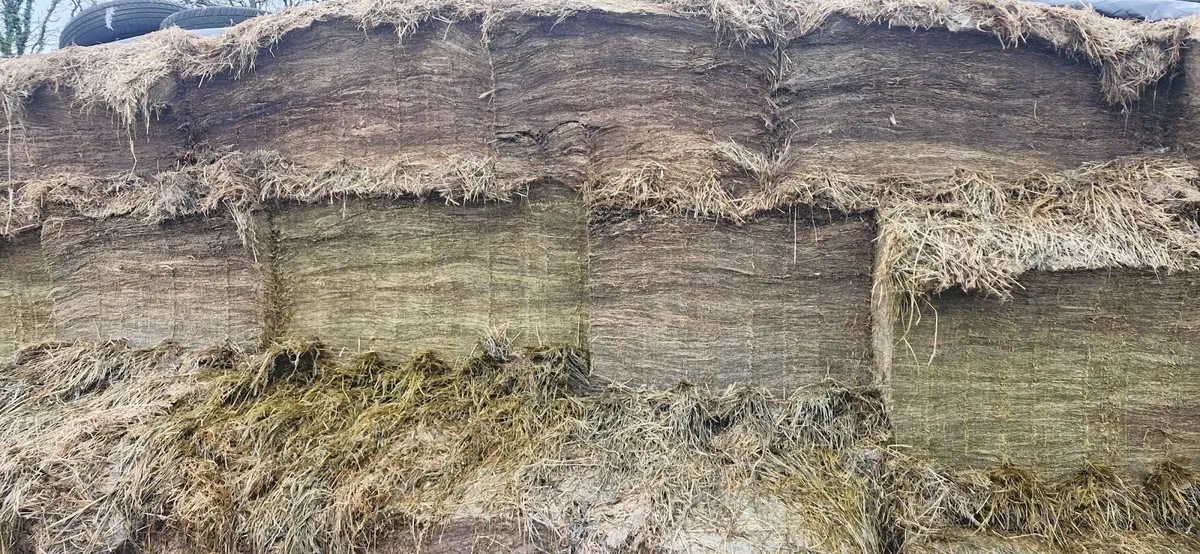 Pit silage - Image 3