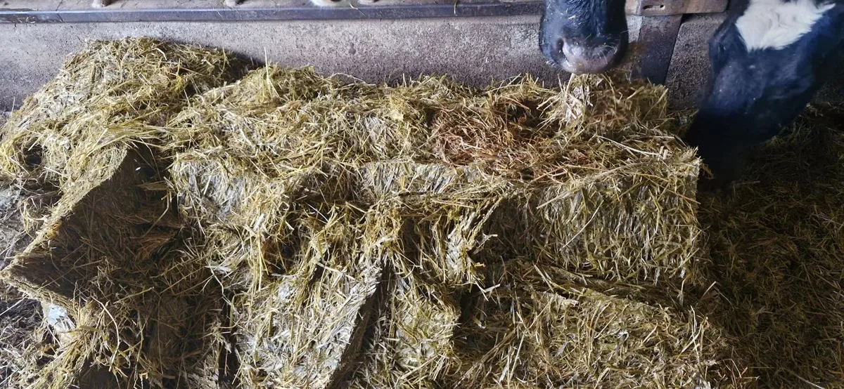 Pit silage - Image 1