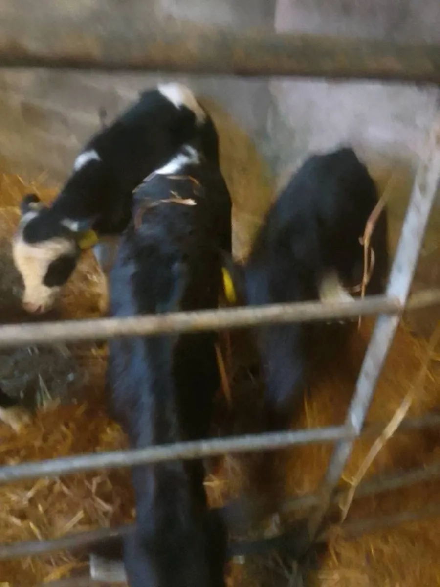 Calves - Image 2