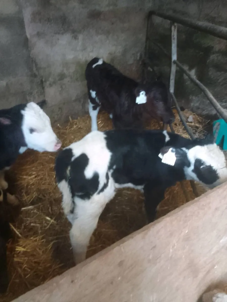 Calves - Image 3