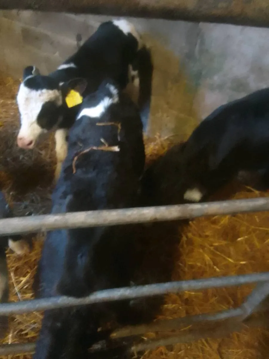 Calves - Image 4