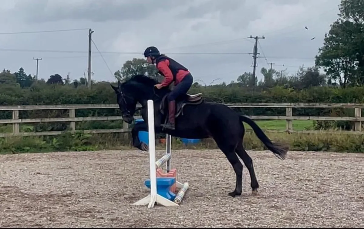 Pony for sale - Image 2