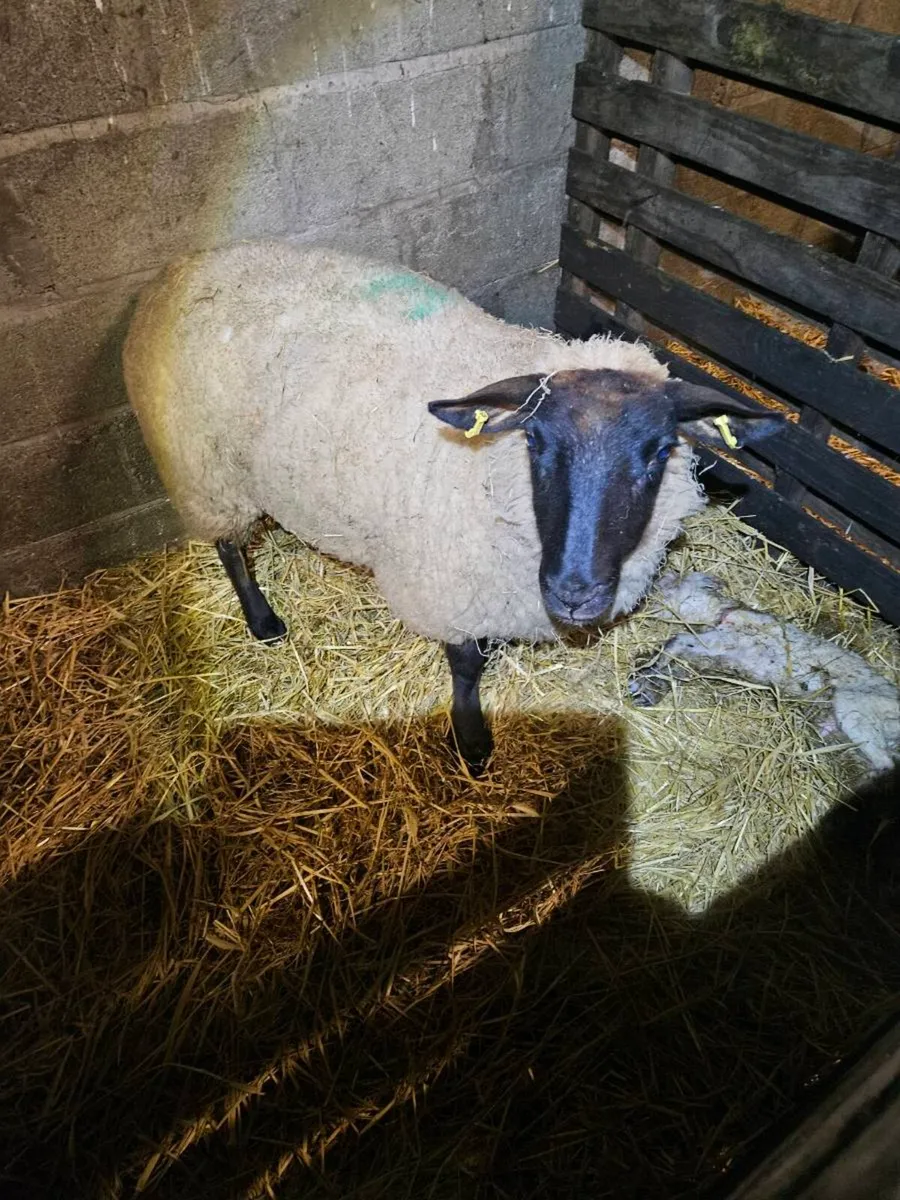 Foster ewe