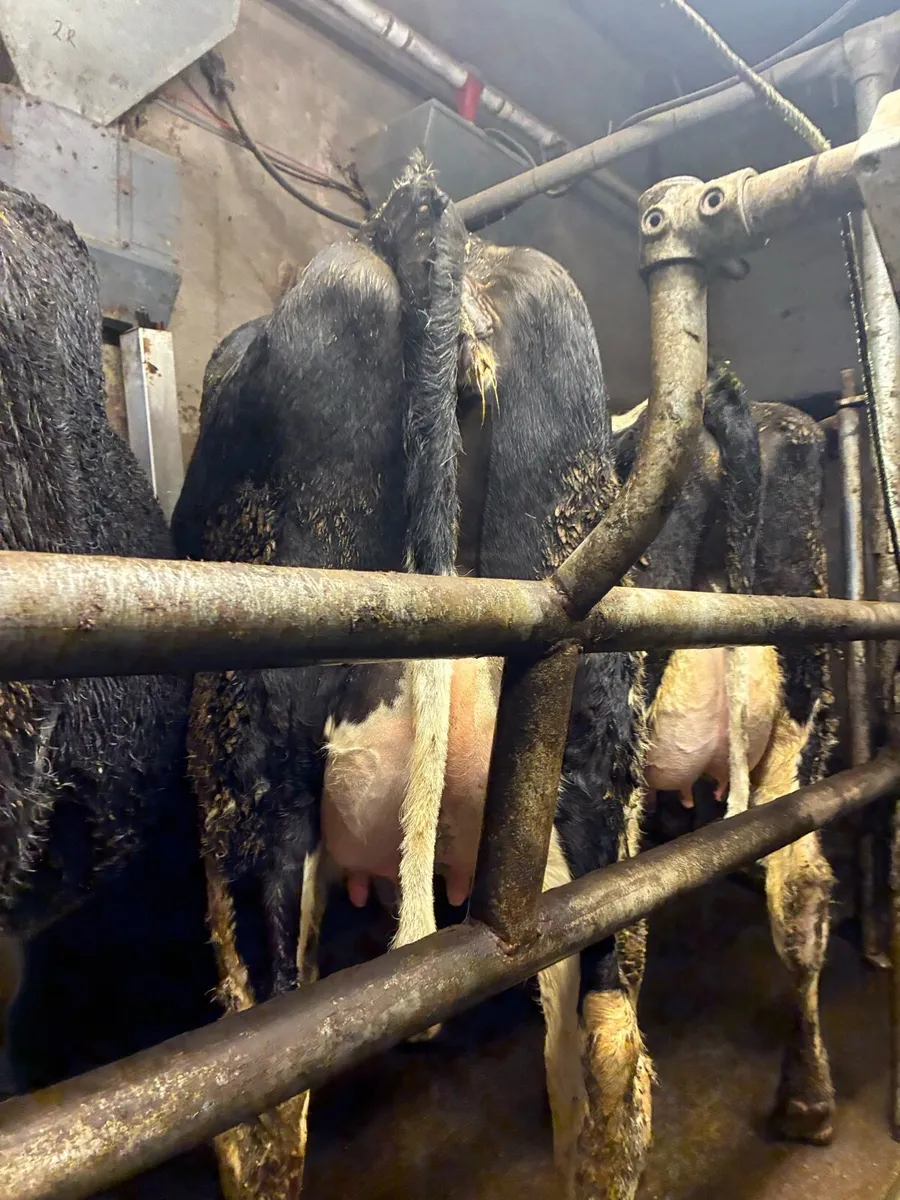 Calved Heifers For Sale Gortatlea Mart 11th March - Image 1