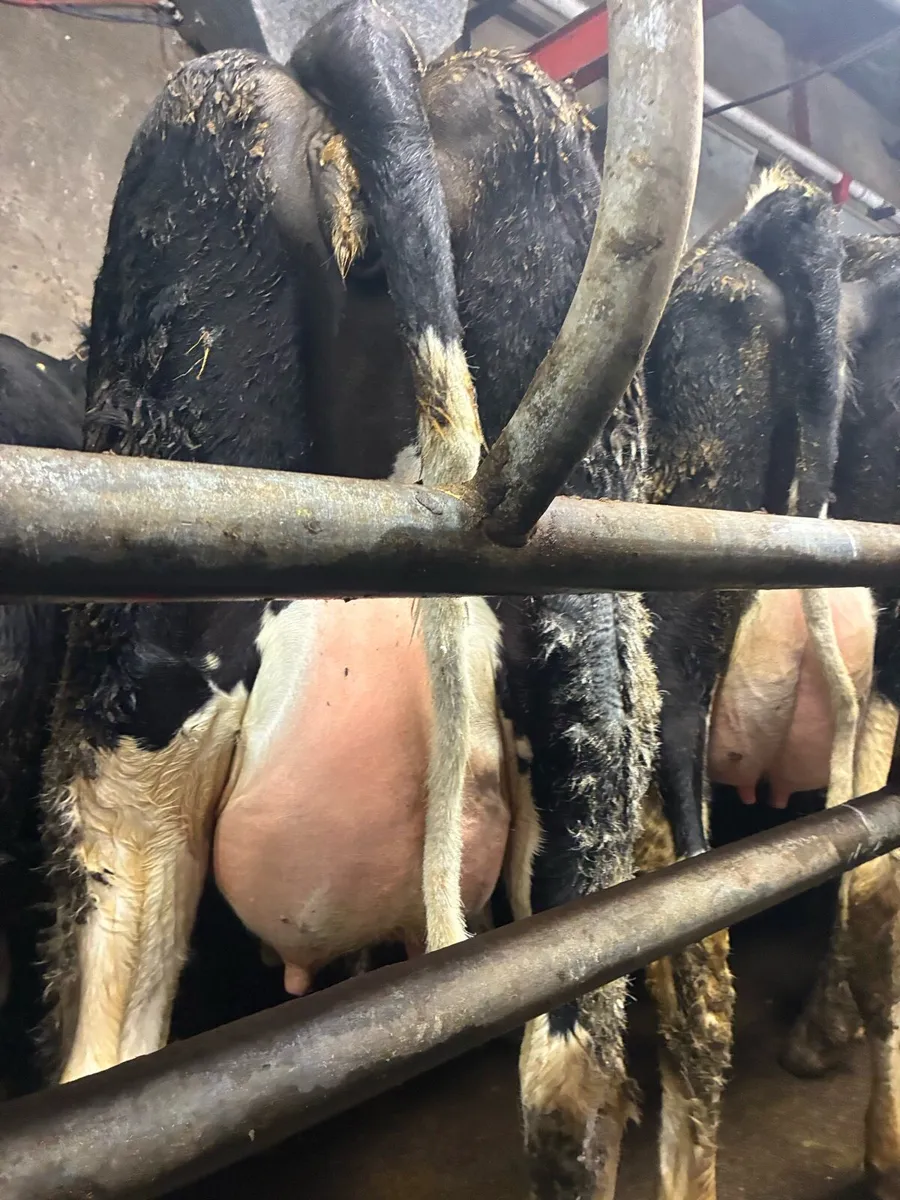 Calved Heifers For Sale Gortatlea Mart 11th March - Image 2