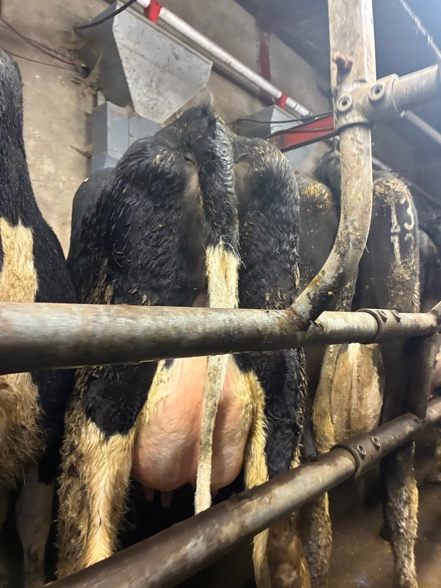 Calved Heifers For Sale Gortatlea Mart 11th March - Image 3