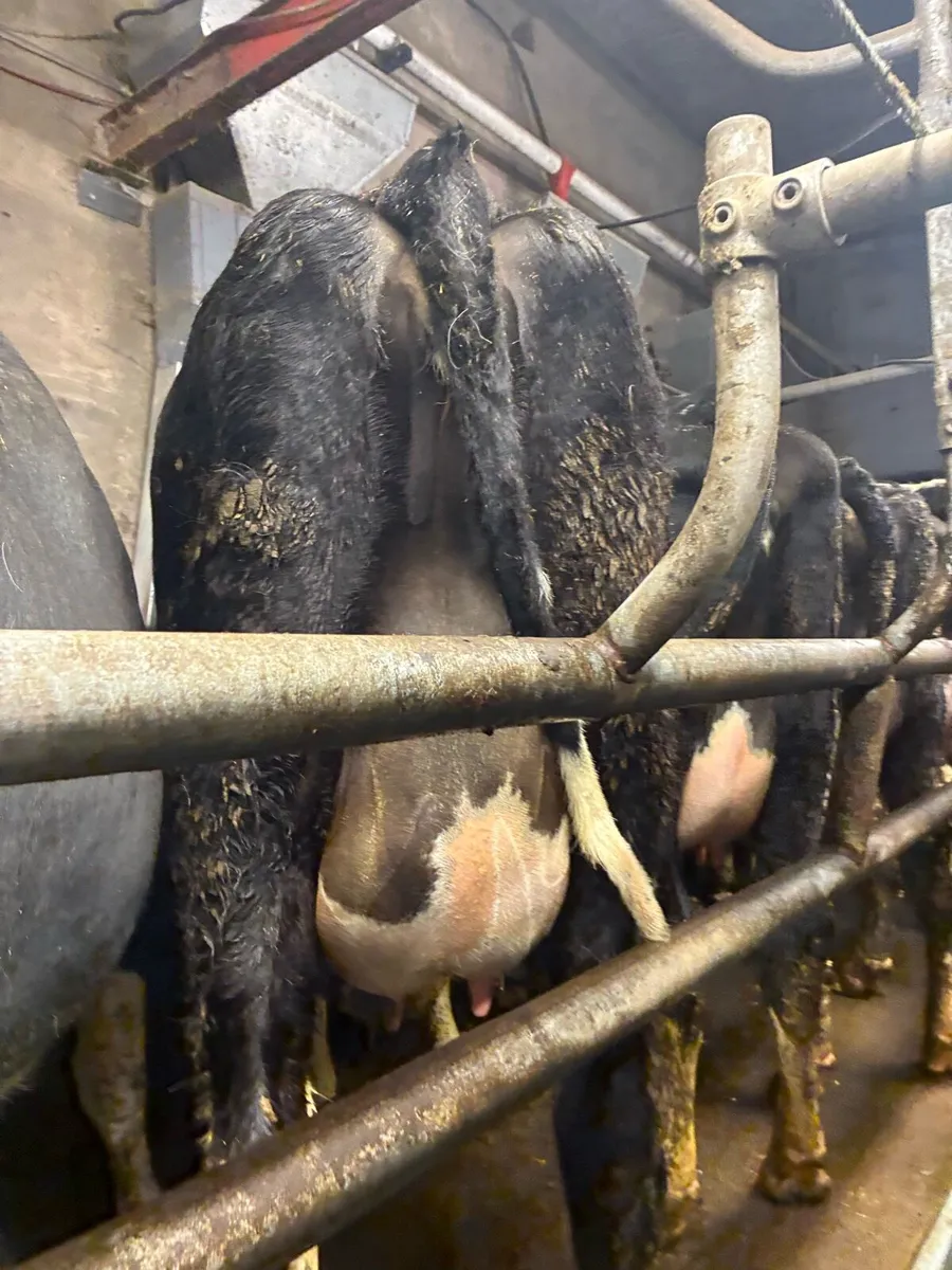 Calved Heifers For Sale Gortatlea Mart 11th March - Image 4