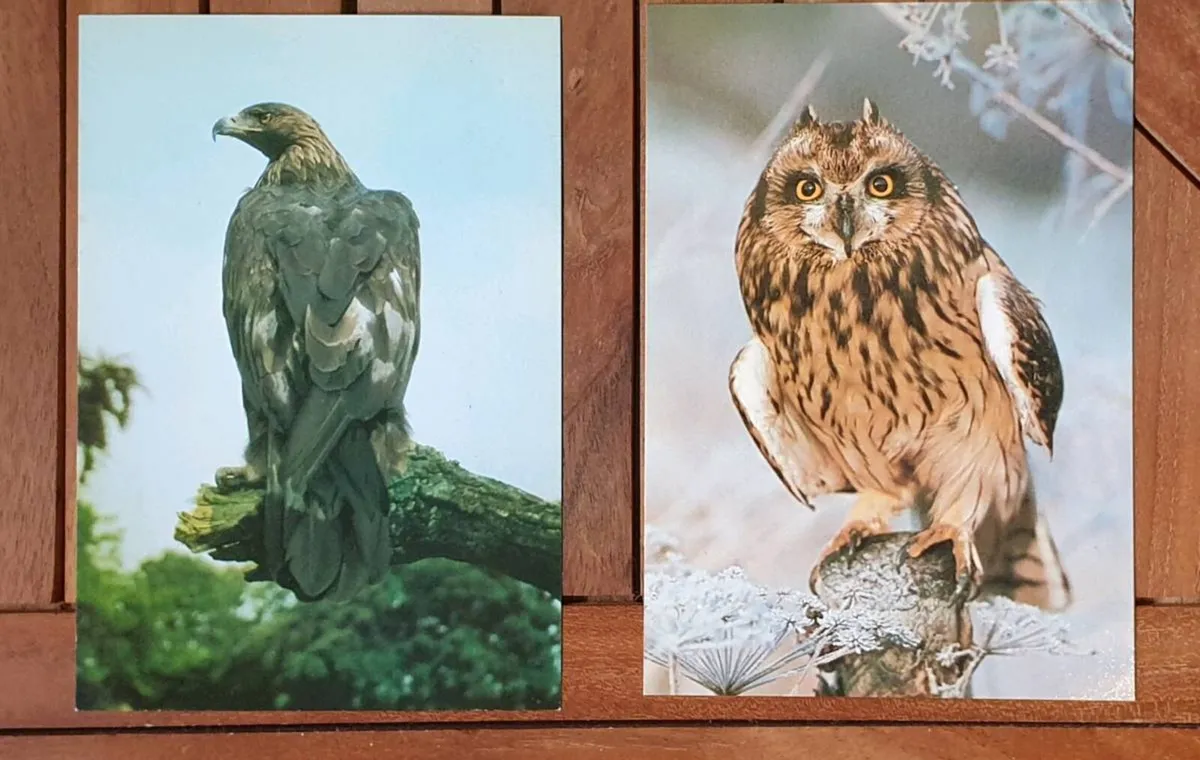 Fauna Postcards - Image 3