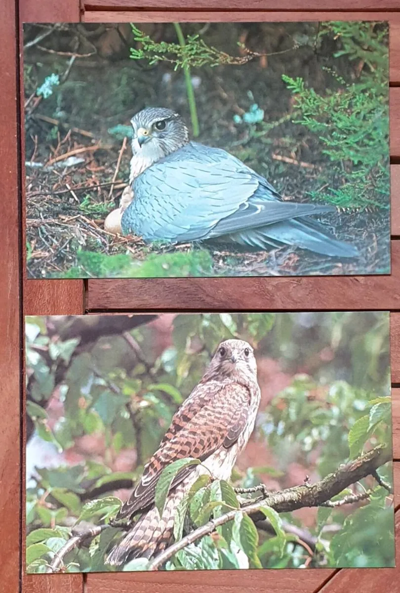 Fauna Postcards - Image 4