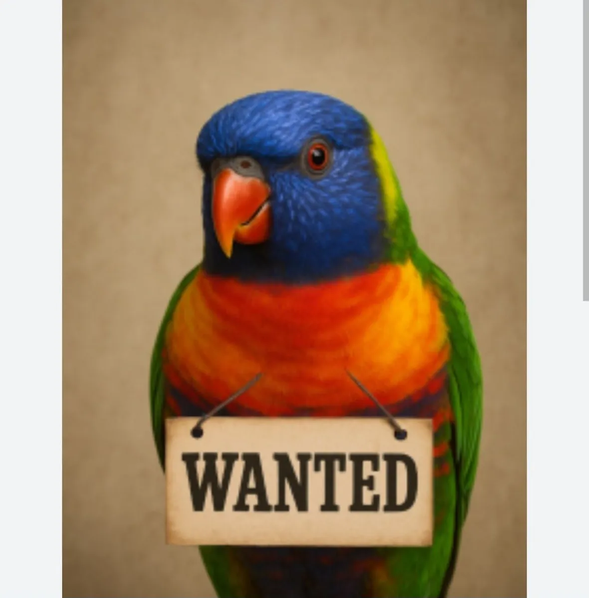 Wanted chicks for handrearing