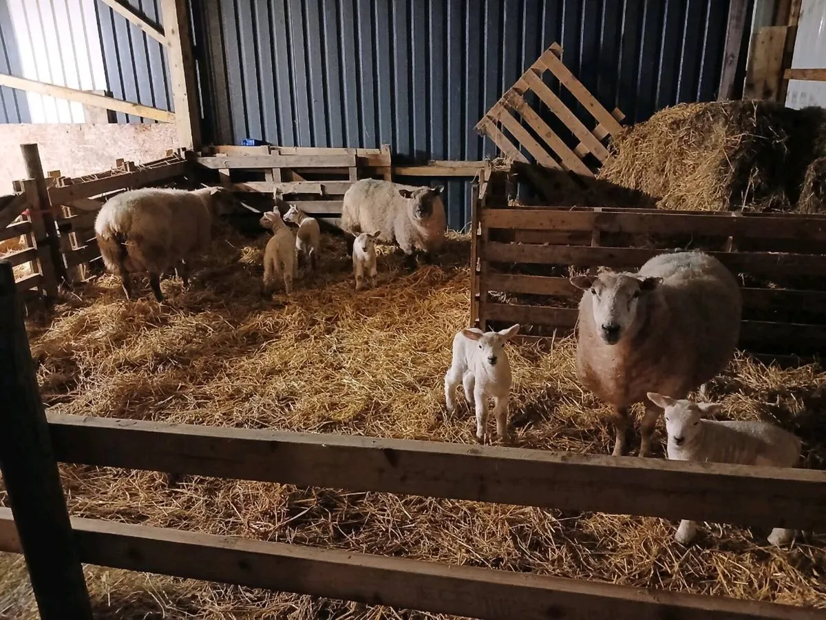 3 Ewes  5 Lambs. - Image 1