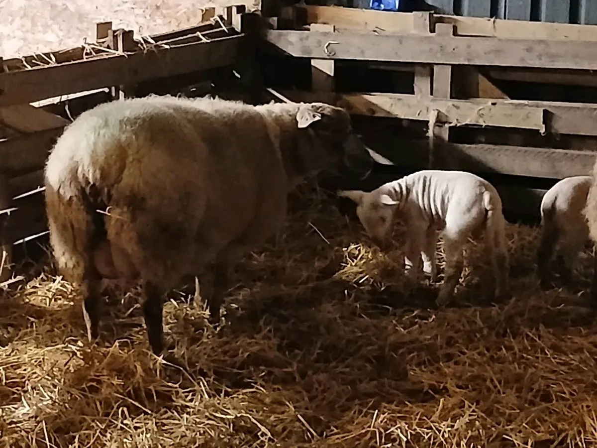 3 Ewes  5 Lambs. - Image 4