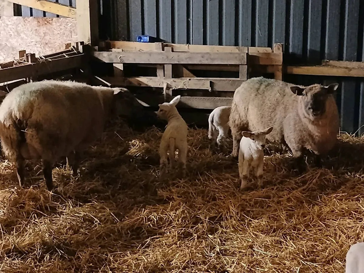 3 Ewes  5 Lambs. - Image 2