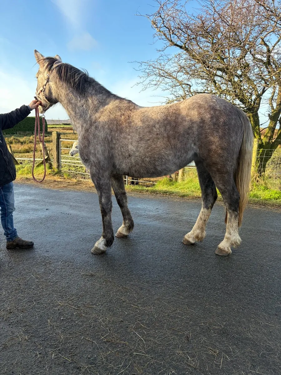Full ID mare in foal - Image 3