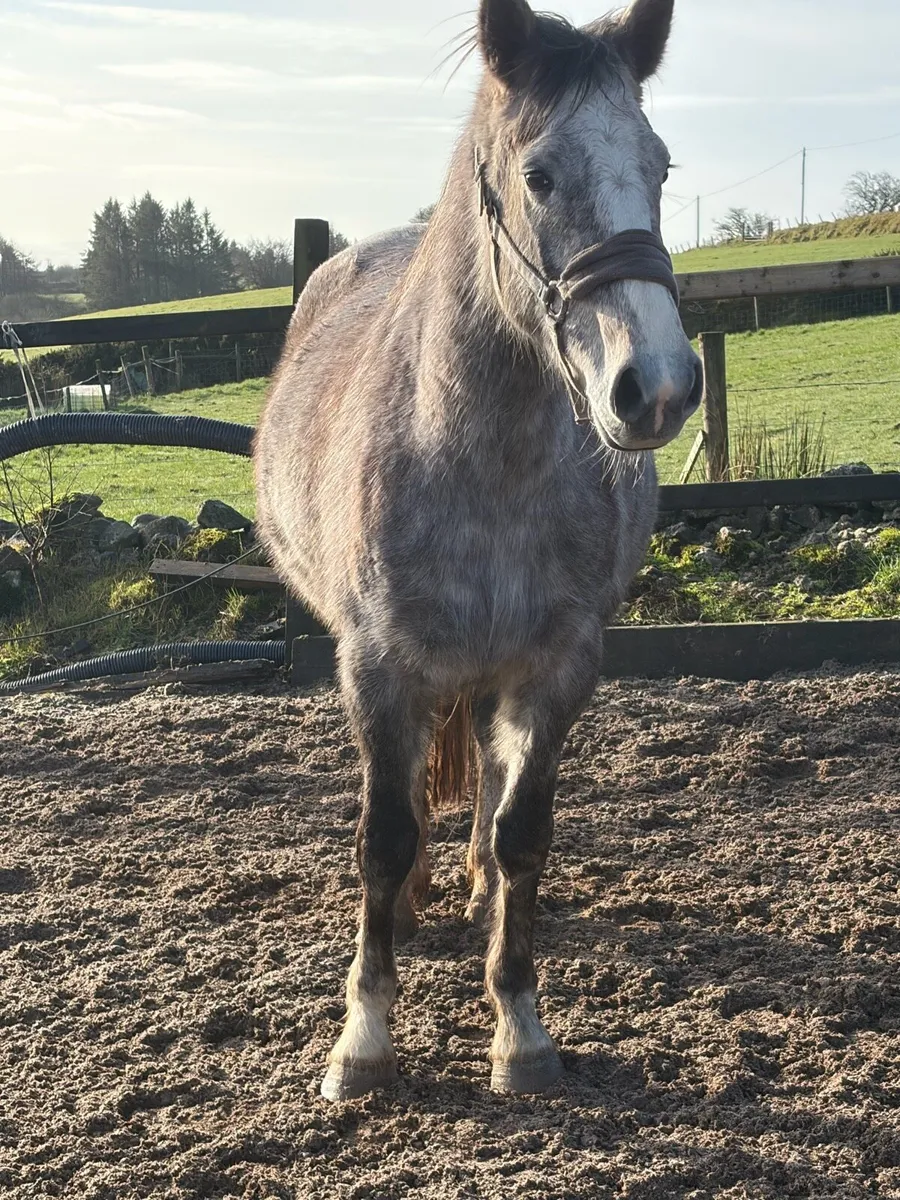 Full ID mare in foal - Image 2