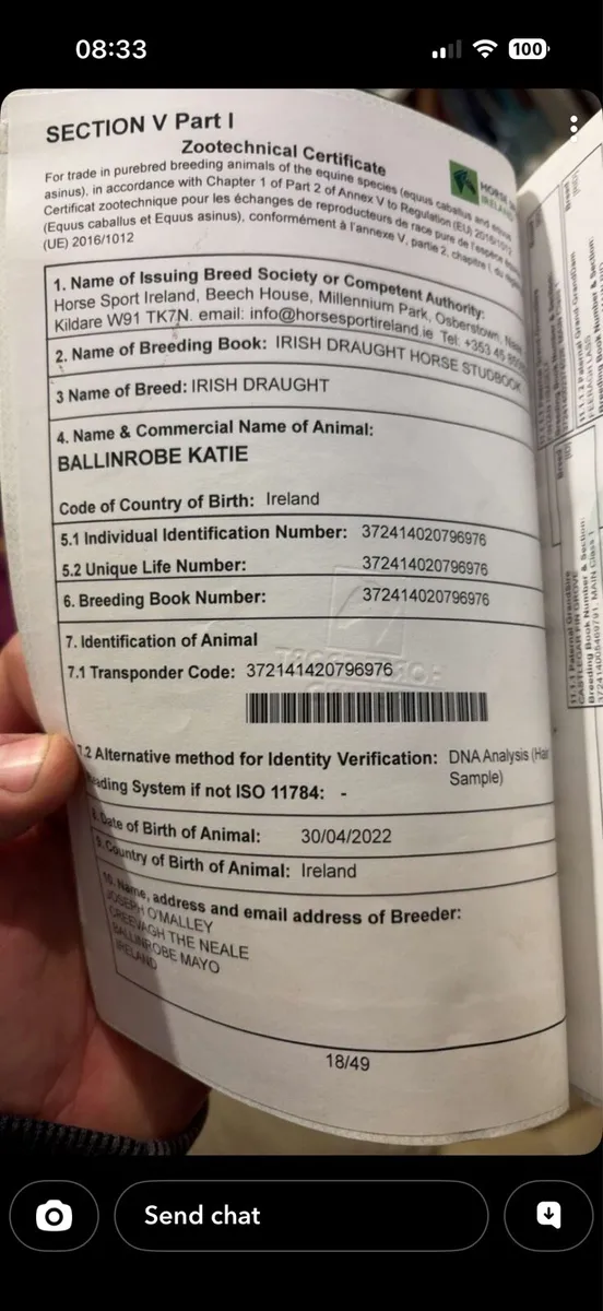 Full ID mare in foal - Image 4