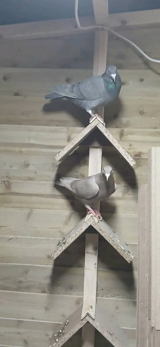 Coloured homers - Image 2