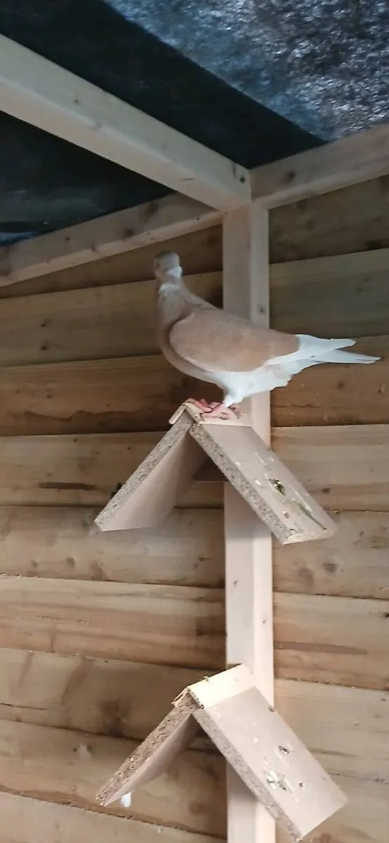 Coloured homers - Image 3