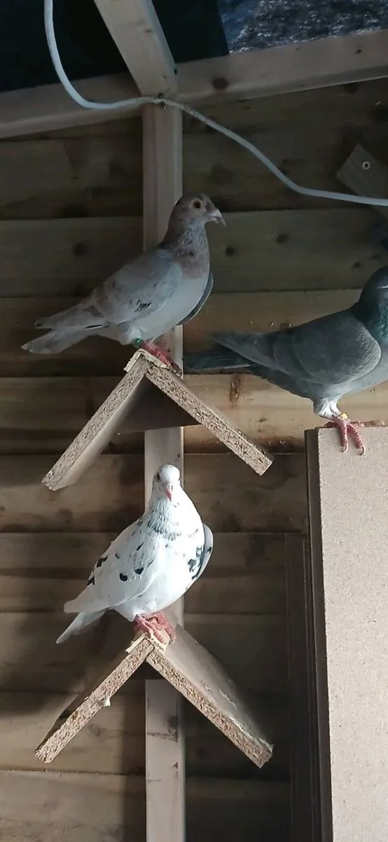 Coloured homers - Image 4