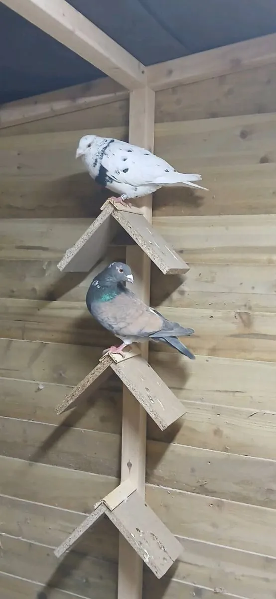 Coloured homers - Image 1