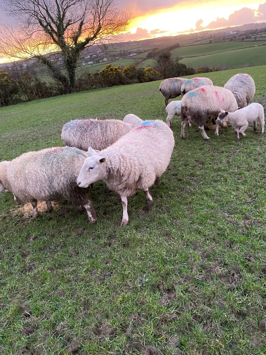 Ewes & lambs - Image 2