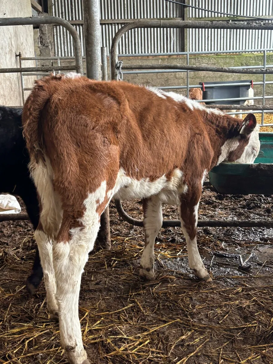 Heifer Weanlings - Image 2