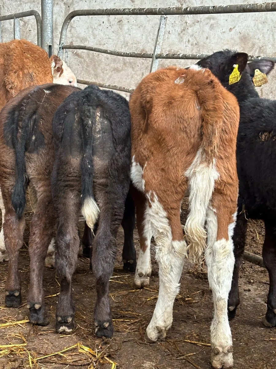 Heifer Weanlings - Image 3