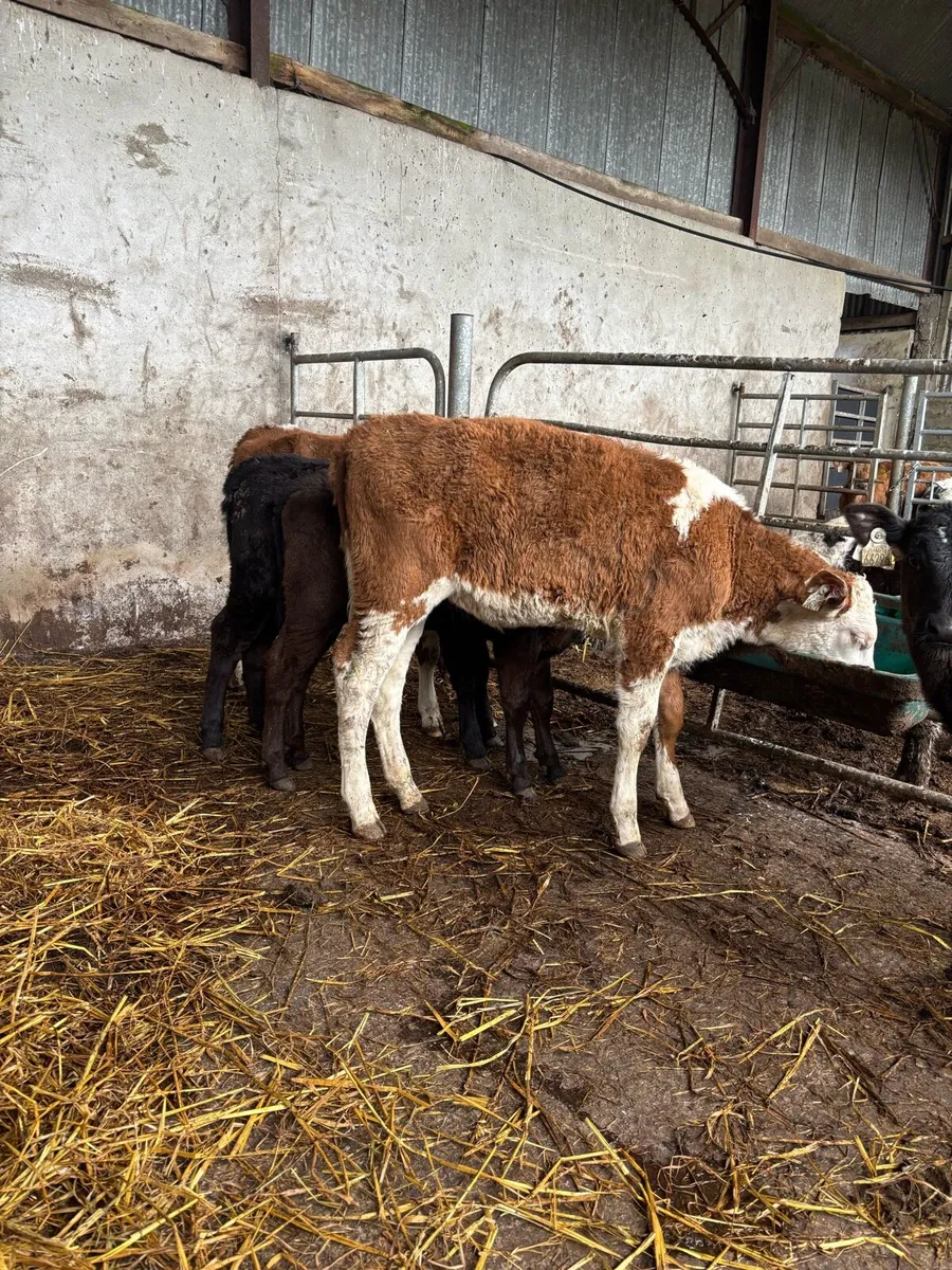 Heifer Weanlings - Image 4