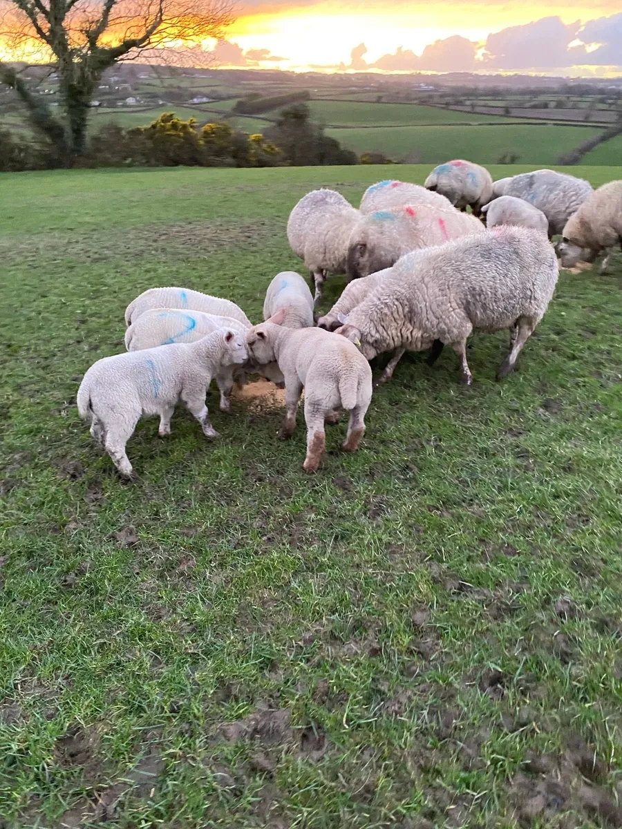 Ewes & lambs - Image 1