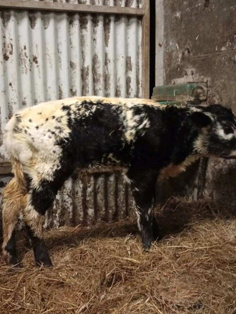 Heifer Suck - Image 3