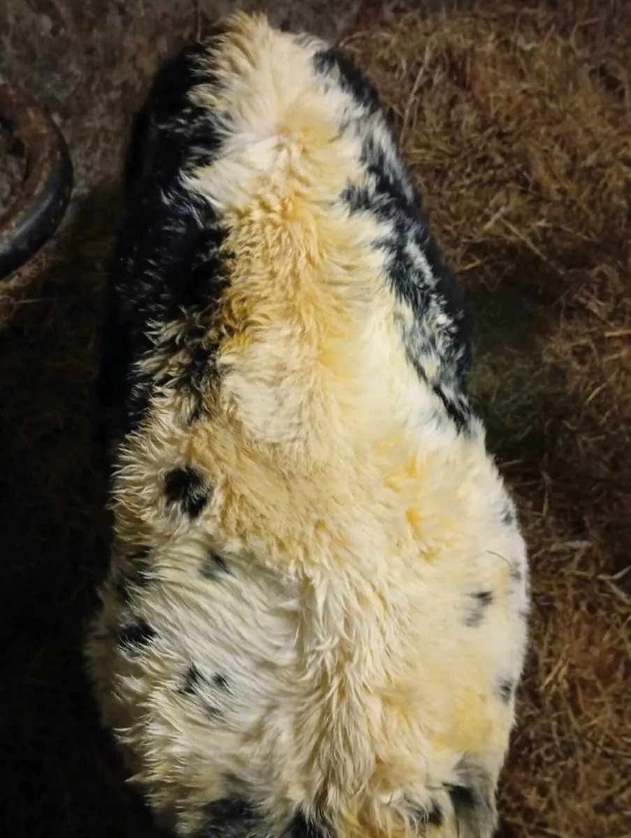 Heifer Suck - Image 4