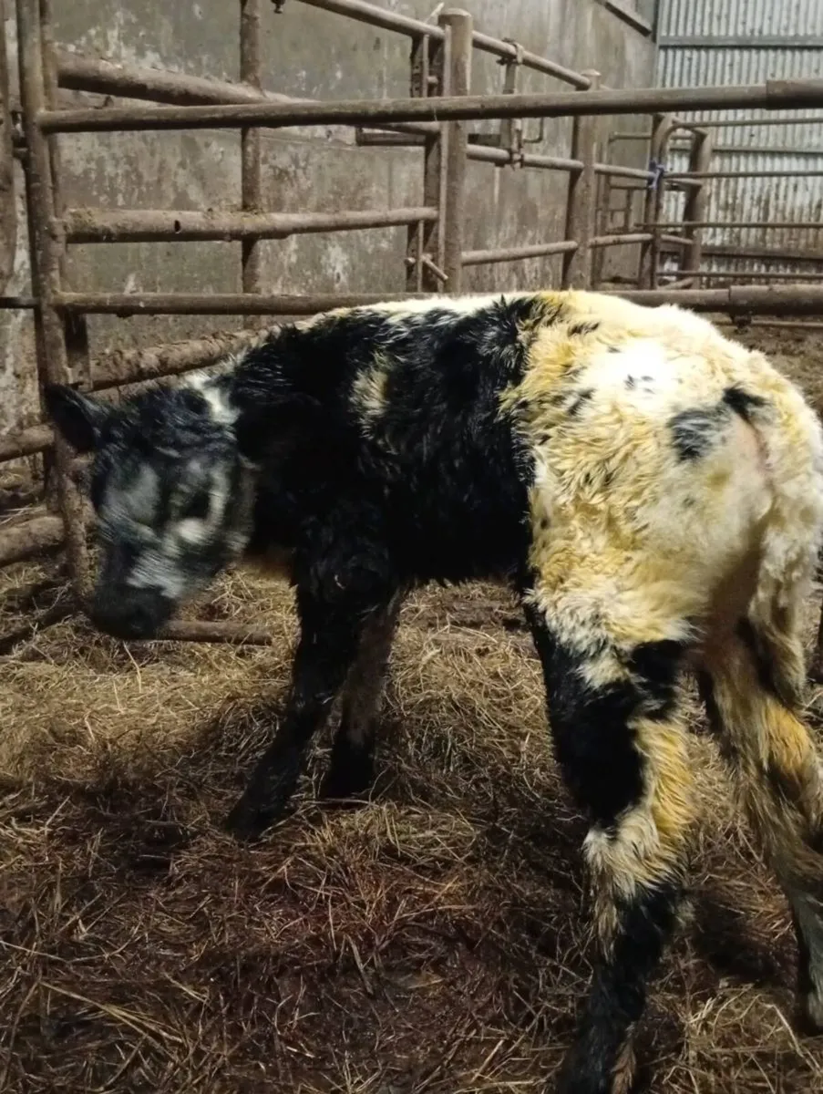 Heifer Suck - Image 1