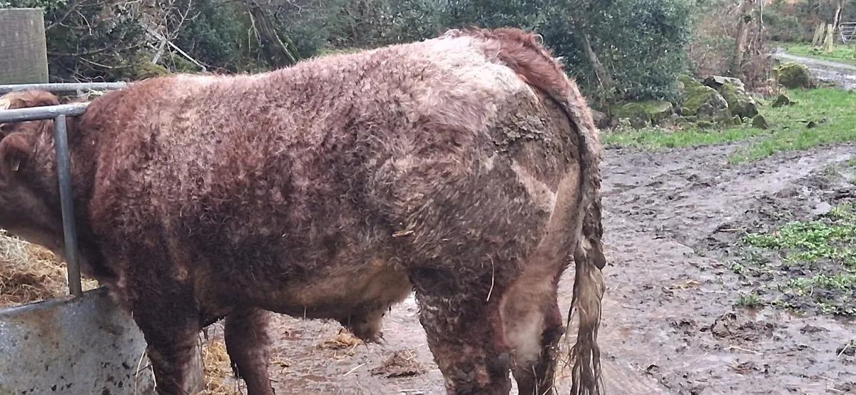 Bullocks for sale dowra mart QA 750kgs+ - Image 3