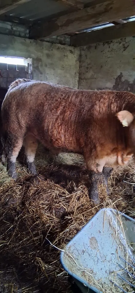 Bullocks for sale dowra mart QA 750kgs+ - Image 4