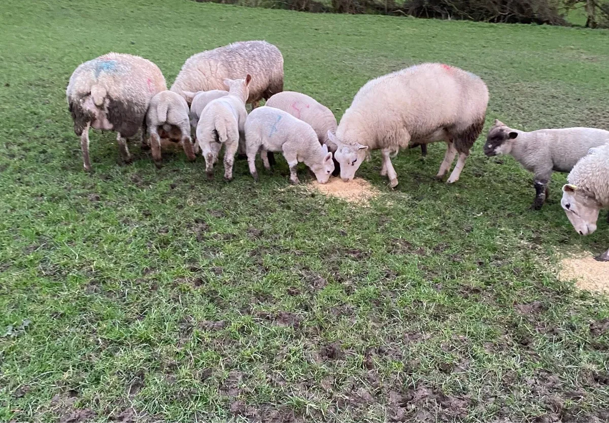 Ewes & lambs - Image 3