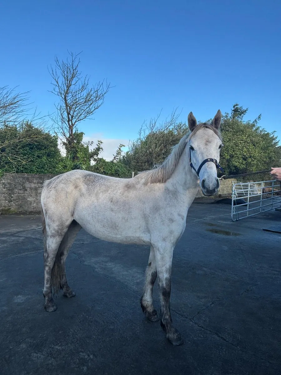Connemara pony - Image 1